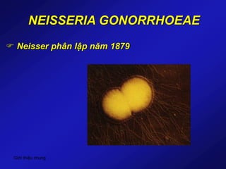 Giới thiệu chung
NEISSERIA GONORRHOEAE
 Neisser phân lập năm 1879
 