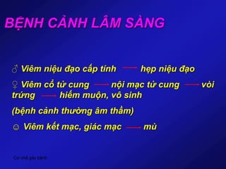 Cơ chế gây bệnh
BỆNH CẢNH LÂM SÀNG
♂ Viêm niệu đạo cấp tính hẹp niệu đạo
♀ Viêm cổ tử cung nội mạc tử cung vòi
trứng hiếm muộn, vô sinh
(bệnh cảnh thường âm thầm)
☺ Viêm kết mạc, giác mạc mù
 