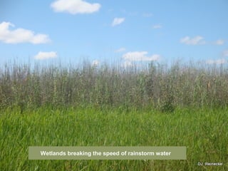 Wetlands breaking the speed of rainstorm water
 