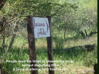 People need the hides to observe the birds
without disturbing them
A place of silence for a hour or two
 