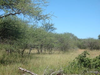 Nylsvlei