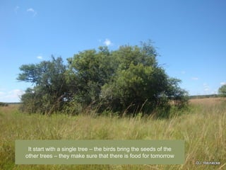 It start with a single tree C the birds bring the seeds of the
other trees C they make sure that there is food for tomorrow
 