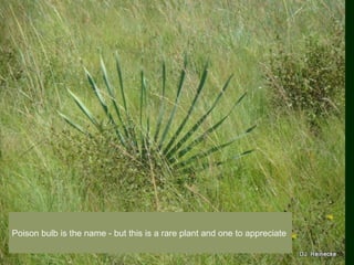 Poison bulb is the name - but this is a rare plant and one to appreciate
 