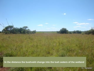In the distance the bushveld change into the lush waters of the wetland
 