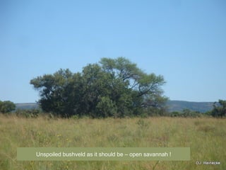 Unspoiled bushveld as it should be C open savannah !
 