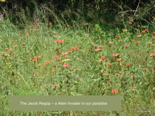 The Jacob Regop C a Alien Invader in our paradise
 