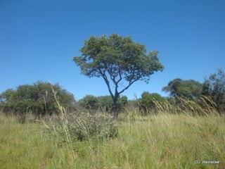 Nylsvlei