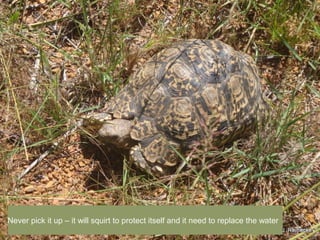 Never pick it up C it will squirt to protect itself and it need to replace the water
 