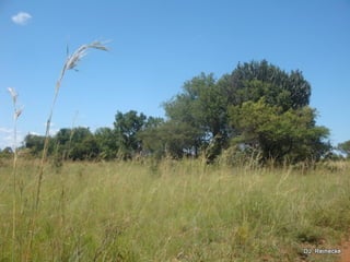 Nylsvlei