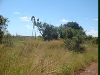 Nylsvlei