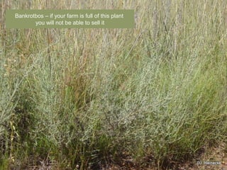 Bankrotbos C if your farm is full of this plant
you will not be able to sell it
 