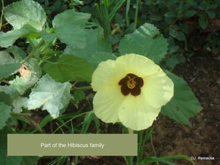 Part of the Hibiscus family
 