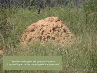 Termites working on the grass of the veld
A essential part of the landscape of the bushveld
 