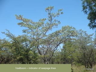 Vaalboom C indicator of seepage lines
 