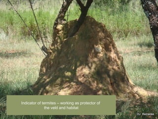 Indicator of termites C working as protector of
the veld and habitat
 