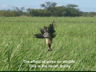 The effect of wires on wildlife.
This is the harsh reality
 
