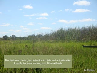 The thick reed beds give protection to birds and animals alike.
It purify the water coming out of the wetlands
 