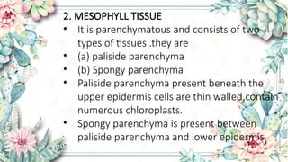 Leaf anatomy of divot,monocot leaf ,and examples | PPTX