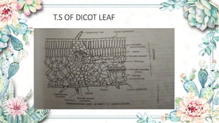 Leaf anatomy of divot,monocot leaf ,and examples | PPTX