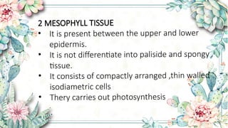 Leaf anatomy of divot,monocot leaf ,and examples | PPTX