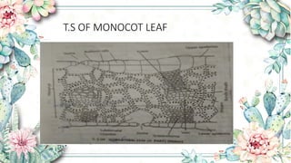 Leaf anatomy of divot,monocot leaf ,and examples | PPTX