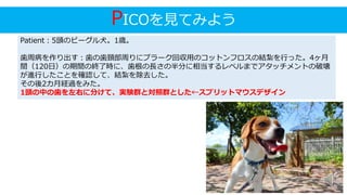 PICOを見てみよう
Patient：5頭のビーグル犬。1歳。
歯周病を作り出す：歯の歯頚部周りにプラーク回収用のコットンフロスの結紮を行った。4ヶ月
間（120日）の期間の終了時に、歯根の長さの半分に相当するレベルまでアタッチメントの破壊
が進行したことを確認して、結紮を除去した。
その後2カ月経過をみた。
1頭の中の歯を左右に分けて、実験群と対照群とした←スプリットマウスデザイン
 