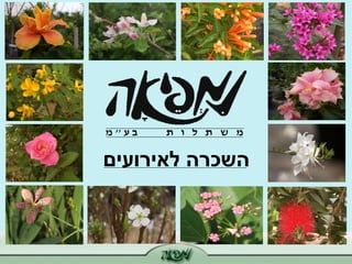 השכרה לאירועים 