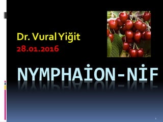 1
NYMPHAİON-NİF
Dr.VuralYiğit
28.01.2016
 