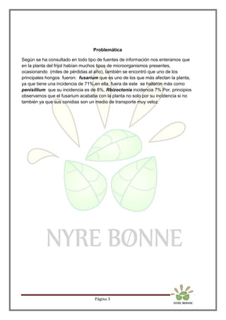 Página 3
Problemática
Según se ha consultado en todo tipo de fuentes de información nos enteramos que
en la planta del frijol habían muchos tipos de microorganismos presentes,
ocasionando (miles de pérdidas al año), también se encontró que uno de los
principales hongos fueron: fusarium que es uno de los que más afectan la planta,
ya que tiene una incidencia de 71%,en ella, fuera de este se hallaron más como
penisillium que su incidencia es de 8%, Rbizoctonia incidencia 7% Por. principios
observamos que el fusarium acababa con la planta no solo por su incidencia si no
también ya que sus conidias son un medio de transporte muy veloz
 