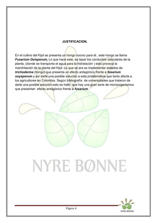Página 4
JUSTIFICACION.
En el cultivo del frijol se presenta un hongo nocivo para él , este hongo se llama
Fusarium Oxisporum, Lo que hace este, es tapar los conductos vasculares de la
planta, (donde se transporta el agua para la hidratación ) esto provoca la
marchitación de la planta del frijol. Lo que se ara es implementar aislados de
trichoderma (hongo) que presenta un efecto antagónico frente a fusarium
oxysporum y así darle una posible solución a esta problemática que tanto afecta a
los agricultores en Colombia. Según bibliografía de universidades que trataron de
darle una posible solución esto se halló que hay una gran serie de microorganismos
que presentan efecto antagónico frente a fusarium.
 