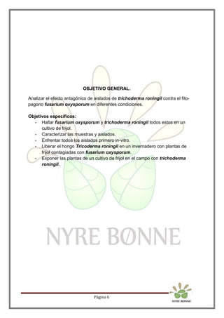 Página 6
OBJETIVO GENERAL.
Analizar el efecto antagónico de aislados de trichoderma roningil contra el fito-
pagono fusarium oxysporum en diferentes condiciones.
Objetivos específicos:
- Hallar fusarium oxysporum y trichoderma roningil todos estos en un
cultivo de frijol.
- Caracterizar las muestras y aislados.
- Enfrentar todos los aislados primero in-vitro.
- Liberar el hongo Tricoderma roningil en un invernadero con plantas de
frijol contagiadas con fusarium oxysporum.
- Exponer las plantas de un cultivo de frijol en el campo con trichoderma
roningil.
 