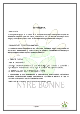 Página 7
METODOLOGIA.
1. MUESTREO
Se recogerán muestras de un cultivo N en el oriente antioqueño, donde se sacara parte de
la tierra de diferentes zonas del cultivo, para observar cual es la masa atacada por dicho
hongo (Fusarium oxysporum.) estas muestras serán recogidas en bolsas sella pack
1.2 AISLAMIENTO DE MICROORGANISMOS
Se utilizara un método de dilución de una placa para obtener los hongos y las bacterias de
esta muestra se separaran 10 g de su suelo y se adicionara un beaker con 90 ml de agua
destilada y se agitara en un vortex durante 60 segundos
2. ENSAYO INVITRO
2.1 MICROORGANISMOS
Los hongos estarán en condiciones de agar PDA a 25g°c y las bacterias en agar CASC a
37g°c haciendo transferencias a nuevas cajas de agar cada mes, aproximadamente.
2.2. DETERMINACION DEL ANTAGONISMO IN-VITRO
La determinación de estos antagonismos se darán mediante enfrentamientos del patógeno
contra los microorganismos aislados, los ensayos de los hongos se realizaran en cajas de
Petri de 9cm de diámetro utilizando medios de cultivo.
3. ENSAYOS IN-VITROEsta fase se realizara en un sector agrario
 