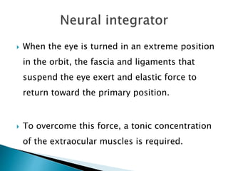  When the eye is turned in an extreme position
in the orbit, the fascia and ligaments that
suspend the eye exert and elastic force to
return toward the primary position.
 To overcome this force, a tonic concentration
of the extraocular muscles is required.
 