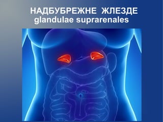 НАДБУБРЕЖНЕ ЖЛЕЗДЕ
glandulae suprarenales
 