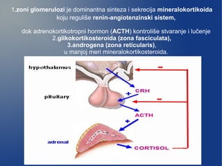 1.zoni glomerulozi je dominantna sinteza i sekrecija mineralokortikoida
koju reguliše renin-angiotenzinski sistem,
dok adrenokortikotropni hormon (ACTH) kontroliše stvaranje i lučenje
2.glikokortikosteroida (zona fasciculata),
3.androgena (zona reticularis),
u manjoj meri mineralokortikosteroida.
 