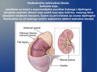Nadbubrežne (adrenalne) žlezde,
žućkaste boje,
smeštene su izme u supermedijalne površine bubrega i dijafragmeđ
okružene vezivnim tkivom koje sadrži zna ajnu koli inu masnog tkivač č
obavijene renalnom fascijom, kojom su pri vršćene za crurae dijafragmeč
Razdvojene su od bubrega tankim septumom (delom bubrežne fascije)
 