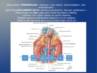 desna žlezda (PIRAMIDALNA), i dodiruje v. cavu inferior  anteromedijalno , jetru
anterolateralno.
Lijeva žlezda(POLUMESE ASTAČ )u odnosu je sa slezinom, želucem, guštera om i .č
Svaka žlezda ima hilus, gdje vene i limfne žile izlaze iz žlijezde,
a arterije i živci ulaze u žlezdu na raznim mestima.
Medijalne granice nadbubrežnih žlezda su 4-5 cm udaljene.
Teške su oko 4gr,široke oko 2 cm a na bazi imaju 4 do 6 cm
 