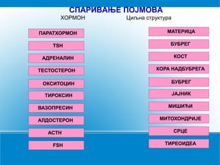 СПАРИВАЊЕ ПОЈМОВА
ХОРМОН Циљна структура
ПАРАТХОРМОН
ОКСИТОЦИН
ТИРОКСИН
ВАЗОПРЕСИН
АЛДОСТЕРОН
TSH
ACTH
FSH
АДРЕНАЛИН
ТЕСТОСТЕРОН
МАТЕРИЦА
БУБРЕГ
ЈАЈНИК
МИШИЋИ
МИТОХОНДРИЈЕ
БУБРЕГ
СРЦЕ
ТИРЕОИДЕА
КОСТ
КОРА НАДБУБРЕГА
 