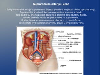 Suprarenalne arterije i vene
Zbog endokrine funkcije suprarenalnih žlijezda potrebna je njihova obilna opskrba krvlju.
Suprarenalne arterije slobodno se granaju pre ulaska u žlezdu,
tako da 50-60 arterija probija auru koja prekriva celu površinu žlezda.č
Venska drenaža odvija se preko velike  v. suprarenalis.
Kratka desna suprarenalna vena uliva se u  v. cavu inferior,
dok se duža jeva suprarenalna vena, prazni u levu renalnu venu.
 