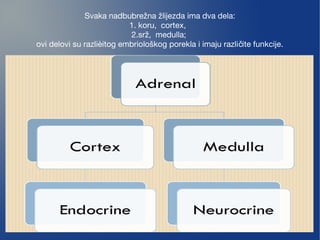 Svaka nadbubrežna žlijezda ima dva dela:
1. koru,  cortex,
2.srž,  medulla;
ovi delovi su razlièitog embriološkog porekla i imaju razli ite funkcije.č
 