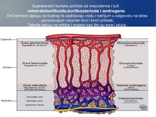 Suprarenalni korteks poti ee od mezoderma i lu ič č
mineralokortikoide,kortikosteriode i androgene.
Ovi hormoni djeluju na bubreg te zadržavaju vodu i natrijum u odgovoru na stres
, povećavajući volumen krvi i krvni pritisak.
Tako e deluju na mišiće i organe kao što su srce i pluća.đ
 