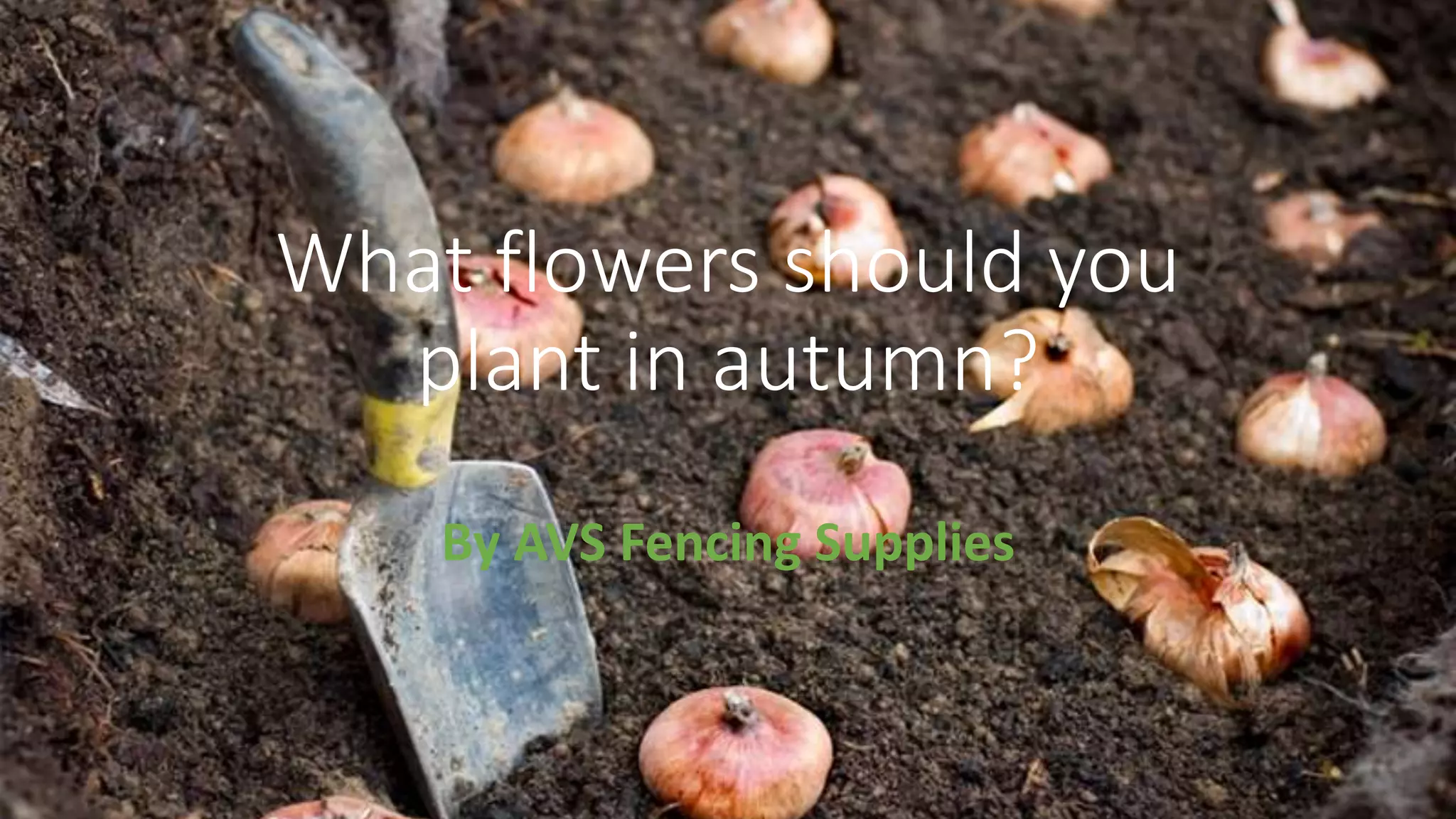 What Flowers Should you Plant in Autumn? PPT