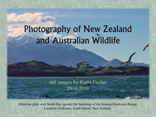 Photography of New Zealand
and Australian Wildlife
All images by Kathi Fachet
2014-2016
Albatross glide over South Bay against the backdrop of the Seaward Kaikoura Range.
Location: Kaikoura, South Island, New Zealand.
 