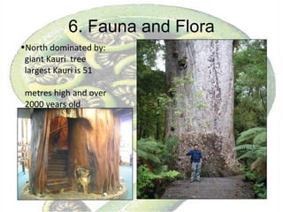 6. Fauna and Flora North dominated by:  giant Kauri  tree largest Kauri is 51  metres high and over  2000 years old 