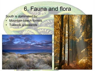 6. Fauna and flora South is dominated by:  Mountain beech forests Tussock grasslands 
