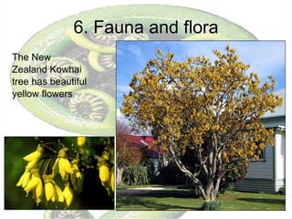 6. Fauna and flora The New Zealand Kowhai tree has beautiful yellow flowers 