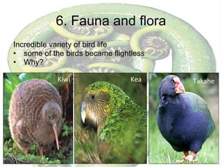 6. Fauna and flora Incredible variety of bird life some of the birds became flightless Why?  Kiwi Takahe Kea 