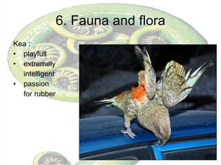 6. Fauna and flora Kea : playfull extremely intelligent passion for rubber 