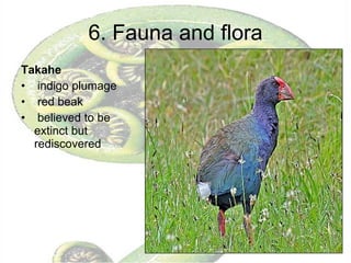 6. Fauna and flora Takahe indigo plumage red beak believed to be extinct but rediscovered 