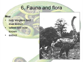 6. Fauna and flora Moa only wingless bird ever known tallest bird ever known extinct 
